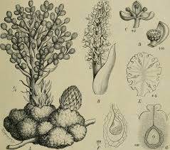 Image result for Sarcophyte piriei