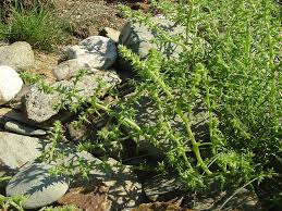 Image result for Salsola kali