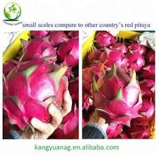 Growing your own plants or vegies from seedlings is a great way to start your garden. New Variety High Brixtaiwan Big Red Dragon Fruit Seedling