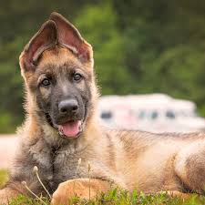 Jakey $975.00 sprakers, ny golden shepherd puppy; 84 Names For German Shepherds
