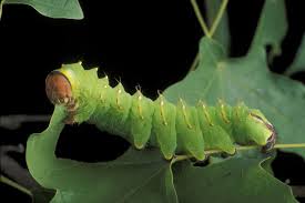 Who's the little green caterpillar among the aphids? What Plants Do Caterpillars Eat