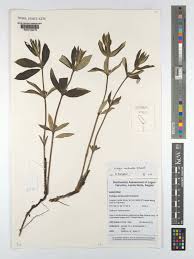 Image result for Fadogia cienkowskii