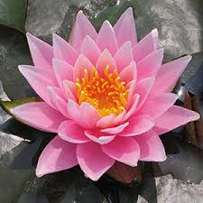 Image result for Nymphaea sulphurea