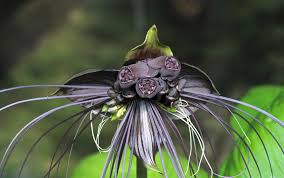 We did not find results for: Unusual And Rare Flowers For The Garden