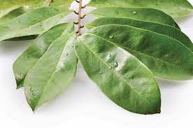 Maybe you would like to learn more about one of these? 5 Manfaat Daun Sirsak Terhadap Kesehatan Dan Efek Sampingnya Bukareview