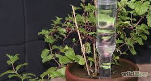 How to keep plants alive on long trips. 5 Ways To Water Plants While You Re Away Wikihow