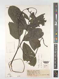 Image result for isolona lebrunii