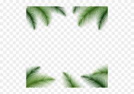 Tropical leaf outline transparent background. Palm Leaves Floral Background Transparent Png Transparent Background Palm Tree Leaves Png Free Transparent Png Clipart Images Download