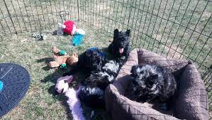 Check spelling or type a new query. Mudi Breeder Canada Mudi Puppies Mudi Association Of Canada
