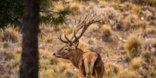 Red Stag 2 In Patagonia Safari Big Game Hunting