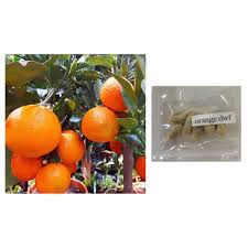 Buy dwarf fruit trees online. Orange Mandarin Blood Dwarf Fruit Tree Seeds Shopee Philippines