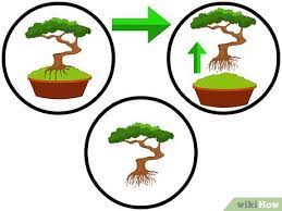 Lo ideal es ubicar al ficus en un lugar con mucho sol. How To Repot Bonsai Trees 6 Steps With Pictures Wikihow