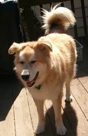 Check spelling or type a new query. Goberian Dog Breed Information And Pictures