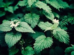 Apart from vitamin b, a specific catechin egcg helps in promoting hair growth. Benefits Brewing Instructions And Side Effects Of Nettle Tea Sencha Tea Bar