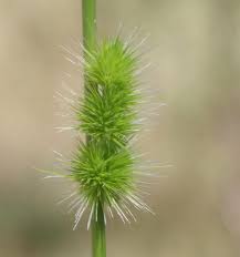 Image result for Elytrophorus spicatus