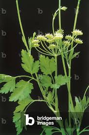 Image result for Petroselinum