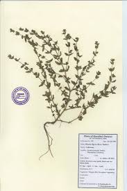 Image result for Vahliaceae