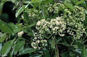Image result for Syzygium niassense