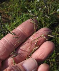 Image result for Poa