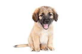 Puppies for sale from dog breeders near macon / warner robins, georgia. Golden Shepherd Breed Info 4 Reasons To Own This Dog Perfect Dog Breeds