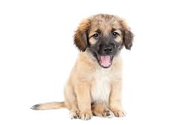Check spelling or type a new query. Golden Shepherd Breed Info 4 Reasons To Own This Dog Perfect Dog Breeds