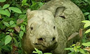 What does it mean to be. Sumatran Rhinoceros Now Extinct In Malaysia Say Zoologists Endangered Species The Guardian