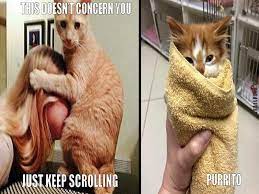 Cat Happy Birthday Meme Funny Cat Images Funny Cat Memes Cats