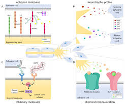 Each schwann cell wraps around the shaft of an individual peripheral axon, forming myelin sheaths. Cells Free Full Text Schwann Cell Role In Selectivity Of Nerve Regeneration Html