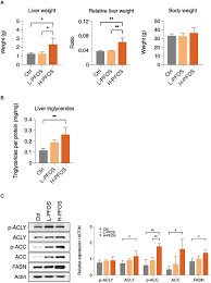 PFOS-elicited metabolic perturbation in liver and fatty acid metabolites in  testis of adult mice - Frontiers