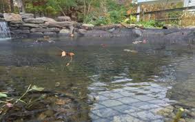 Koi pond info home facebook. Pond Fish In Winter How To Care For Your Fish When Winter Strikes