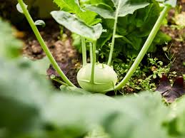 Kohlrabi pflanzen und pflegen | COMPO