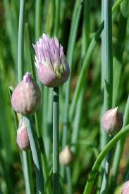 They're not fussy and they provide you with a reliable crop all season long. Chives Growing Care And Harvesting Chive Leaves A Delicious Condiment