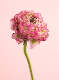 Check spelling or type a new query. Ranunculus Funny How Flowers Do That