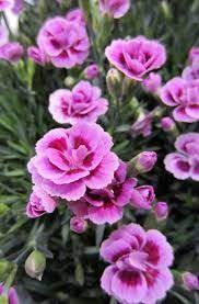 Image Result For Dianthus Pics Beautiful Flowers Pink Flowers