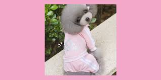 Yes, i am sure your dog can be the most handsome or the most. You Can Get Dog Workout Clothes Inspired By Adidas On Amazon