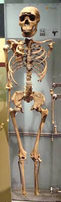 Erectus in 1950 as h. Turkana Boy Sparks Row Over Homo Erectus Height Science News
