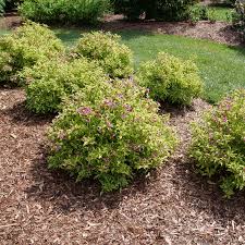 Image result for Polystachya winigeri