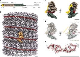 These viruses infect rodents and occasionally humans. Cryo Em Structure Of The Ebola Virus Nucleoprotein Rna Complex At 3 6 A Resolution Nature