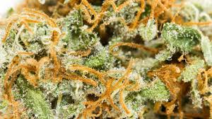 They remain white until the latter part of the flowering stage. Fun Marijuana Fact About The Orange Hairs Aka Pistils Aka Weed Vaginas And Trichomes Steemkr