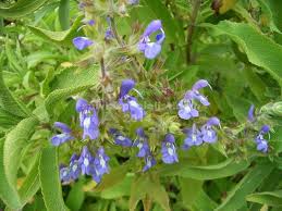 Image result for Salvia nilotica