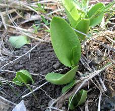 Image result for Ophioglossum thomasii
