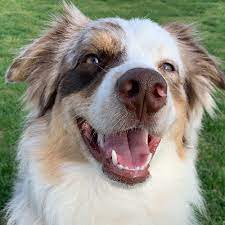 Dogs and puppies cats and kittens horses rabbits birds snakes. Adopt An Australian Shepherd Puppy Near New York Ny Get Your Pet