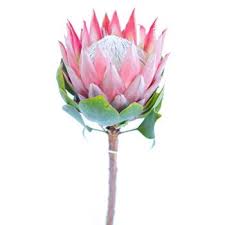 King Protea Flower Fiftyflowers Com Protea Flower Flower Bouquet Wedding White Wedding Flowers