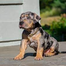 It is a compact and medium/large size dog with a muscular body and blocky head. 13 8k Likes 190 Comments Xl Xxl American Bullies Swagkennels On Instagram Black Merle Tri Female This Bully Breeds Dogs Pitbull Dog Pitbull Puppies