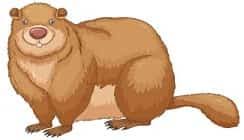 11 cinsi ve 35 türü bulunan sülünlerin erkekleri ve dişileri birbirine benzemez. S Ile Baslayan Hayvanlar Bas Harfi S Olan Hayvanlar S Ile Hayvan Isimleri