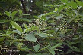 Image result for Pavetta sp. F