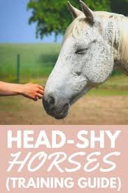 Horse Training Head Shy Horse Training Guide Horse Training Horses Horse Care