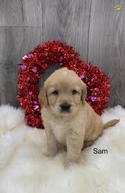 We had looked at many homes and finally found one that caught our eye. Sam Golden Retriever Puppy For Sale In Sturgis Mi Lancaster Puppies