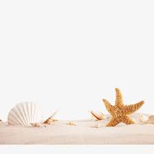 Dibujos de estrellas de mar para colorear estrellas de mar angulo animales png pngegg. Playa Playa Cascara Estrella De Mar Png Y Psd Para Descargar Gratis Pngtree Fondo De Pantalla Iphone Tumblr Fondos Para Editar Fotos Fondos De Colores
