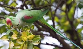 Alexandrine Parakeet: Species Characteristics & Care